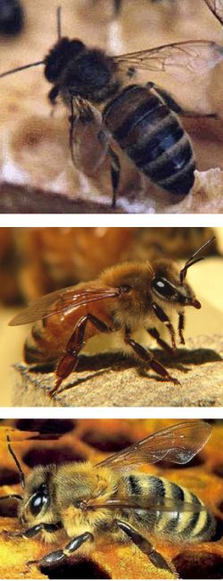 abelhas-europeias abelhas-europeias