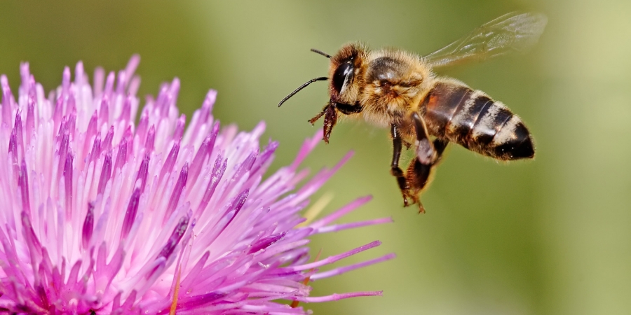 honeybee honeybee