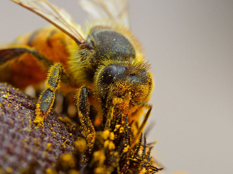 Brasileiro criador das 'abelhas assassinas' revolucionou a apicultura - Ecoa
